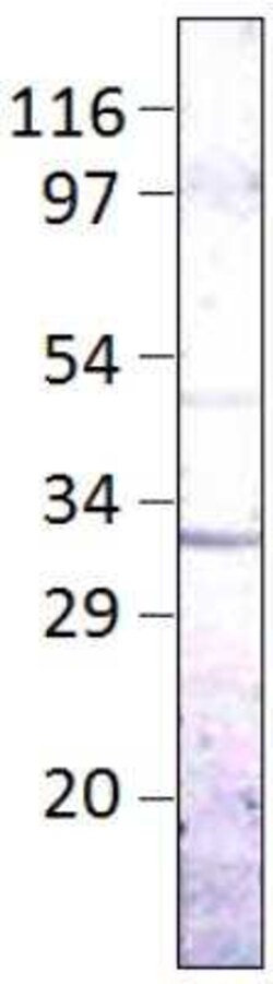 Aquaporin-9 Antibody, Novus Biologicals 100 &mu;g; Unconjugated:Antibodies,