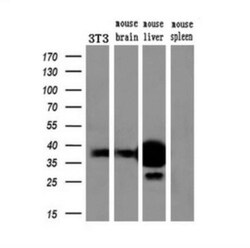 Arginase 1/ARG1/liver Arginase Antibody (OTI4E6), Novus Biologicals 0.1mL;