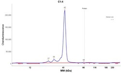 Arginase 1/ARG1/liver Arginase Antibody (CL0186), Novus Biologicals 25