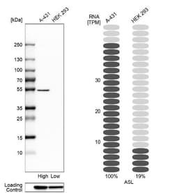 Argininosuccinate Lyase Antibody, Novus Biologicals:Antibodies:Primary