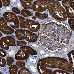 Argininosuccinate Synthase Antibody, Novus Biologicals 0.1mL; Unlabeled:Antibodies,
