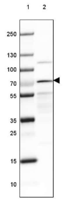 Arginyl tRNA synthetase Antibody, Novus Biologicals:Antibodies:Primary