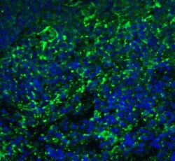 Arrestin 3 Antibody - BSA Free, Novus Biologicals 0.025 mg, Unlabeled:Antibodies,