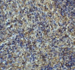 Arrestin 3 Antibody - BSA Free, Novus Biologicals 0.025 mg, Unlabeled:Antibodies,