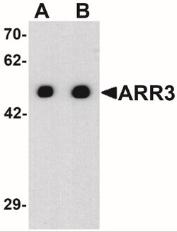Arrestin 3 Antibody - BSA Free, Novus Biologicals 0.025 mg, Unlabeled:Antibodies,