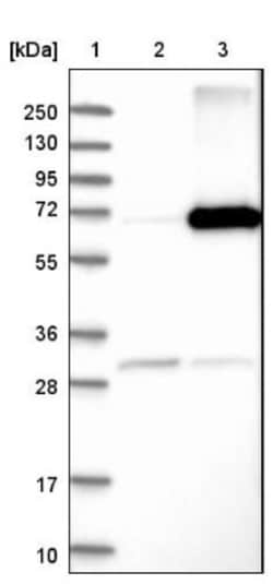 Arylsulfatase D Antibody, Novus Biologicals 0.1mL; Unlabeled:Antibodies,