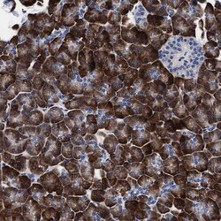 Arylsulfatase G/ARSG Antibody, Novus Biologicals 0.1mL; Unlabeled:Antibodies,