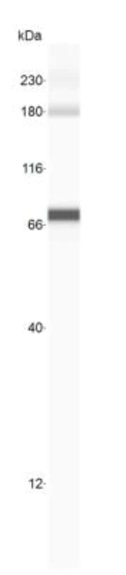 Asialofetuin Antibody, Novus Biologicals:Antibodies:Primary Antibodies