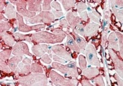 Aspartate Aminotransferase Antibody, Novus Biologicals 0.1mg; Unlabeled:Antibodies,