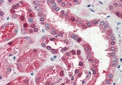 Aspartate Aminotransferase Antibody, Novus Biologicals 0.1mg; Unlabeled:Antibodies,