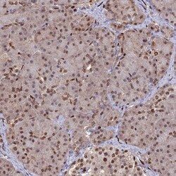 Aspartyl Aminopeptidase Antibody, Novus Biologicals:Antibodies:Primary