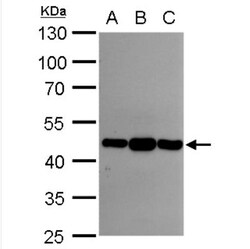 Asporin Antibody, Novus Biologicals 0.1mL; Unlabeled:Antibodies, Polyclonal