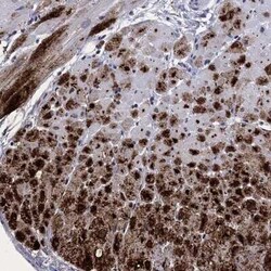 Atrial Natriuretic Peptide/ANP Rabbit anti-Human, Polyclonal, Novus Biologicals:Antikörper:Primärantikörper