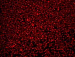 Aurora B Antibody - BSA Free, Novus Biologicals 0.025 mL, Unconjugated:Antibodies,