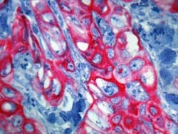 Novus Biologicals™ AutoRED AP Plus Staining Kit (Colorimetric)