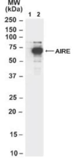 Autoimmune Regulator/AIRE Antibody, Novus Biologicals 0.1mg; Unlabeled:Antibodies,