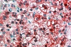 Axin-1 Antibody, Novus Biologicals 0.1mg; Unlabeled:Antibodies, Polyclonal