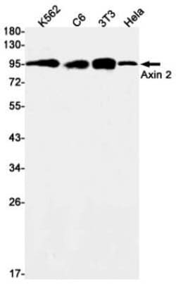 Axin-2 Rabbit anti-Human, Mouse, Rat, Clone: S06-3A8, Novus Biologicals 100 &mu;g | Buy Online | Novus Biologicals | Fisher Scientific