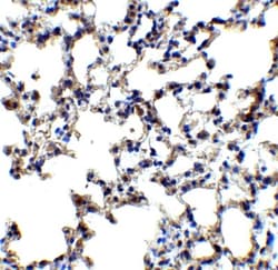Axin-2 Antibody - BSA Free, Novus Biologicals 0.1mg; Unlabeled:Antibodies,