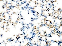 Axin-2 Antibody, Novus Biologicals 100 &mu;g; Unconjugated:Antibodies,