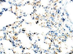 Axin-2 Antibody, Novus Biologicals 100 &mu;g; Unconjugated:Antibodies,