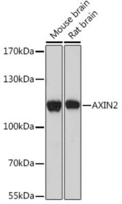 Axin-2 Rabbit anti-Mouse, Rat, Polyclonal, Novus Biologicals 20 &mu;g | Buy Online | Novus Biologicals | Fisher Scientific