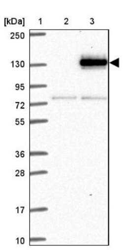Axl Antibody, Novus Biologicals 0.1mL; Unlabeled:Antibodies, Polyclonal