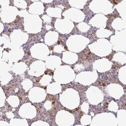 Azurocidin/CAP37/HBP Antibody, Novus Biologicals 0.1mL; Unlabeled:Antibodies,