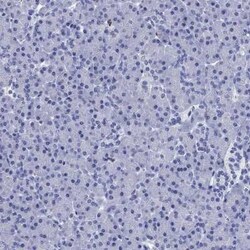 Azurocidin/CAP37/HBP Rabbit anti-Human, Polyclonal, Novus Biologicals 100