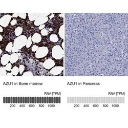 Azurocidin/CAP37/HBP Rabbit anti-Human, Polyclonal, Novus Biologicals 100