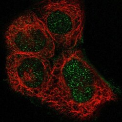 B3GNT7 Antibody, Novus Biologicals:Antibodies:Primary Antibodies