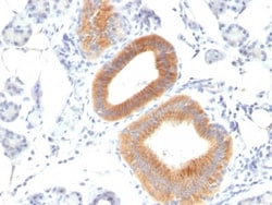 B7-2/CD86 Antibody (C86/1146), Novus Biologicals 0.2mg; Unlabeled:Antibodies,