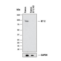 B7-2/CD86 Antibody (C86/1146), Novus Biologicals 0.2mg; Unlabeled:Antibodies,