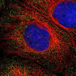 B7-H3/CD276 Antibody, Novus Biologicals 0.1mL; Unlabeled:Antibodies, Polyclonal