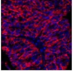 B7-H3/CD276 Antibody (BLR025F), Novus Biologicals 100 &mu;g; Unconjugated:Antibodies,