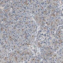 B7-H3/CD276 Antibody, Novus Biologicals:Antibodies:Primary Antibodies