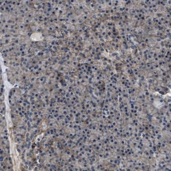 B7-H3/CD276 Antibody, Novus Biologicals 0.1mL; Unlabeled:Antibodies, Polyclonal