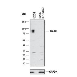 B7-H3/CD276 Antibody, Novus Biologicals:Antibodies:Primary Antibodies
