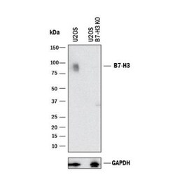 B7-H3/CD276 Antibody, Novus Biologicals 0.1mL; Unlabeled:Antibodies, Polyclonal