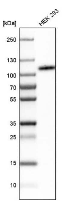 B7-H3/CD276 Antibody, Novus Biologicals:Antibodies:Primary Antibodies