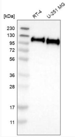 B7-H3/CD276 Antibody, Novus Biologicals 0.1mL; Unlabeled:Antibodies, Polyclonal