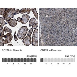 B7-H3/CD276 Antibody, Novus Biologicals 0.1mL; Unlabeled:Antibodies, Polyclonal
