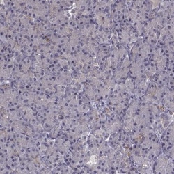 BACH2 Antibody, Novus Biologicals 0.1mL; Unlabeled:Antibodies, Polyclonal