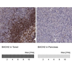 BACH2 Antibody, Novus Biologicals 0.1mL; Unlabeled:Antibodies, Polyclonal