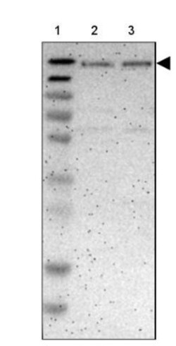 BAF180/PB1 Antibody, Novus Biologicals:Antibodies:Primary Antibodies