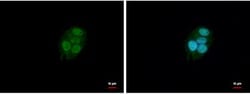 BAF57 Antibody, Novus Biologicals 0.1mg; Unlabeled:Antibodies, Polyclonal
