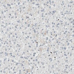 BAF57 Antibody, Novus Biologicals 25 &mu;L | Buy Online | Novus Biologicals | Fisher Scientific