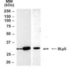 BAFF/BLyS/TNFSF13B Antibody, Novus Biologicals 0.1mg; Unlabeled:Antibodies,