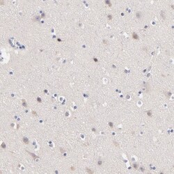 BAFFR/TNFRSF13C Antibody, Novus Biologicals 25 &mu;L; Unlabeled:Antibodies,