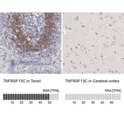 BAFFR/TNFRSF13C Antibody, Novus Biologicals 25 &mu;L; Unlabeled:Antibodies,